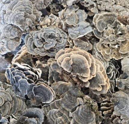 Whole dried turkey tail mushroom